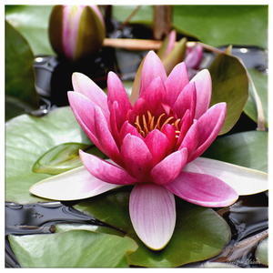 Canvas Wrap Square Frame - Lily Pad Design