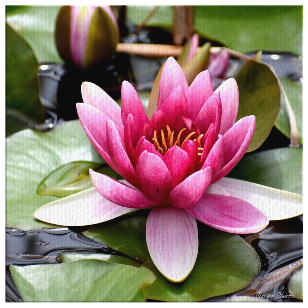 Canvas Wrap Square Frame - Lily Pad Design